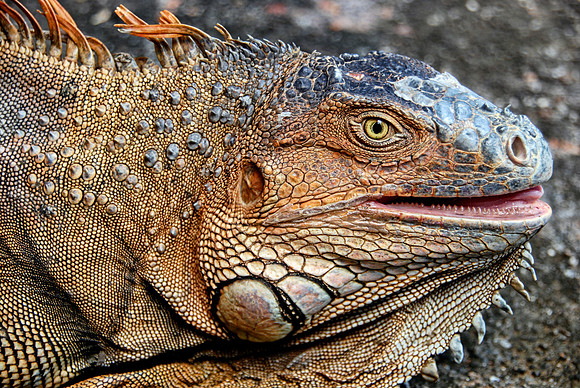 Iguana Detail - Costa Rica