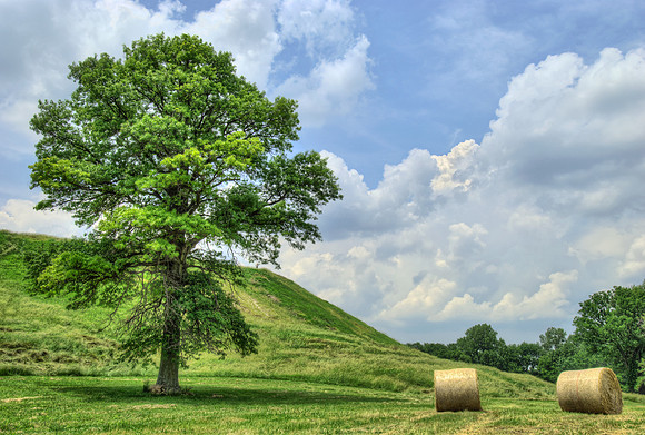 Cahokia Mounds, on the Field with Hay